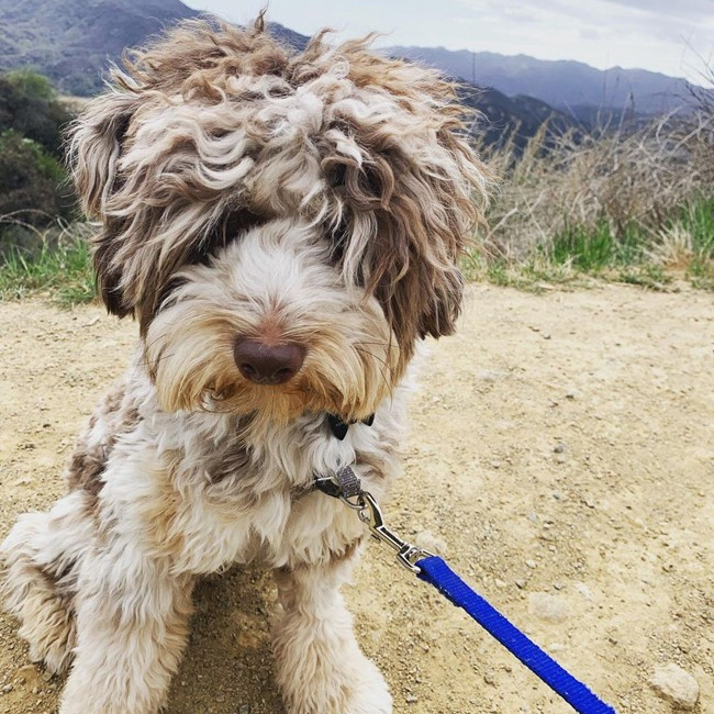 Mini Aussiedoodle