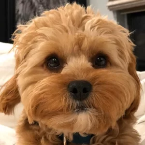 cavapoo