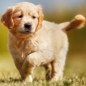 golden-retriever