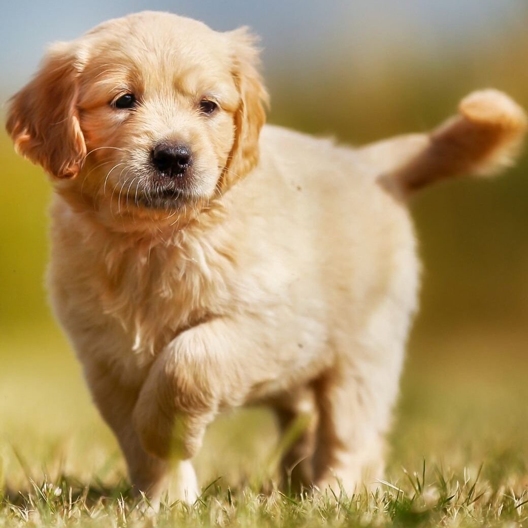 Golden Retriever