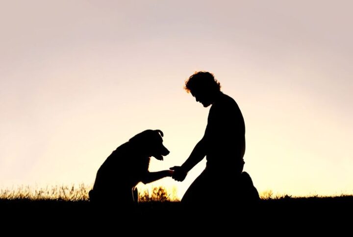 What Makes Dog a Loyal Companion