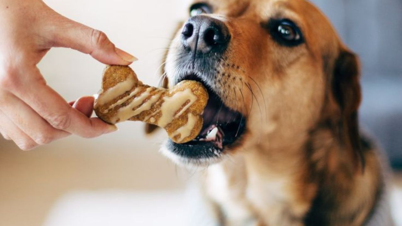 Training Treats