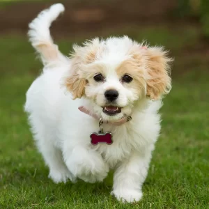 cavachon