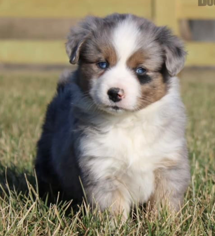 Aussiedoodle